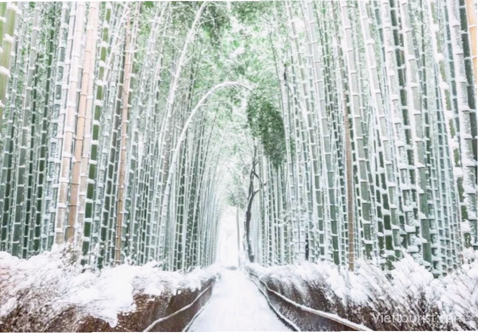 Âm thanh kỳ diệu của Rừng trúc Arashiyama