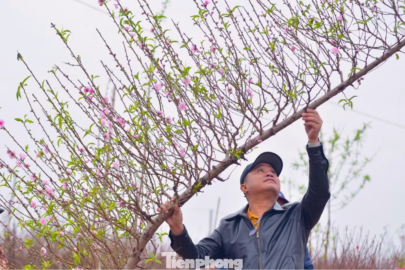 Anh Minh Tân khoe cành đào huyền vừa mua với giá 3 triệu đồng tại làng đào Phú Thượng