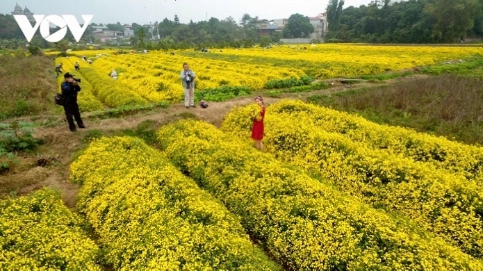 Ánh nắng chiều buông xuống cánh đồng hoa cúc chi Hưng Yên