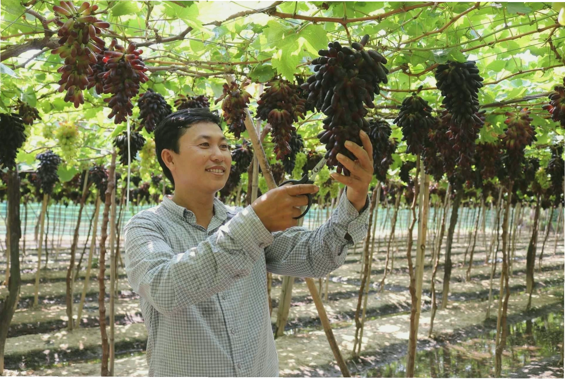 Anh Nguyễn Đức Trí chăm sóc vườn nho ngón tay đen