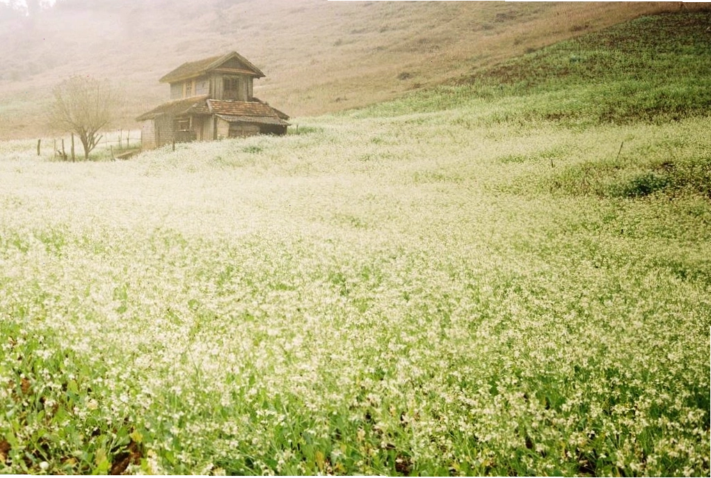 Bản Pa Phách mùa hoa cải trắng thơ mộng
