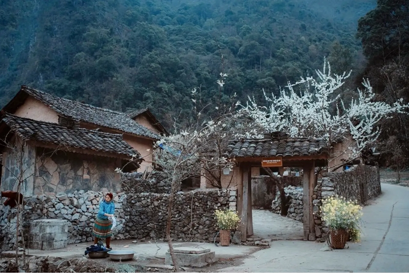 Bản Sủng Là được biết đến là “Thiên đường hoa tam giác mạch”.