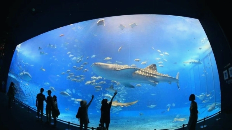 Bên trong Thủy cung Okinawa Churaumi Aquarium với bể cá khổng lồ