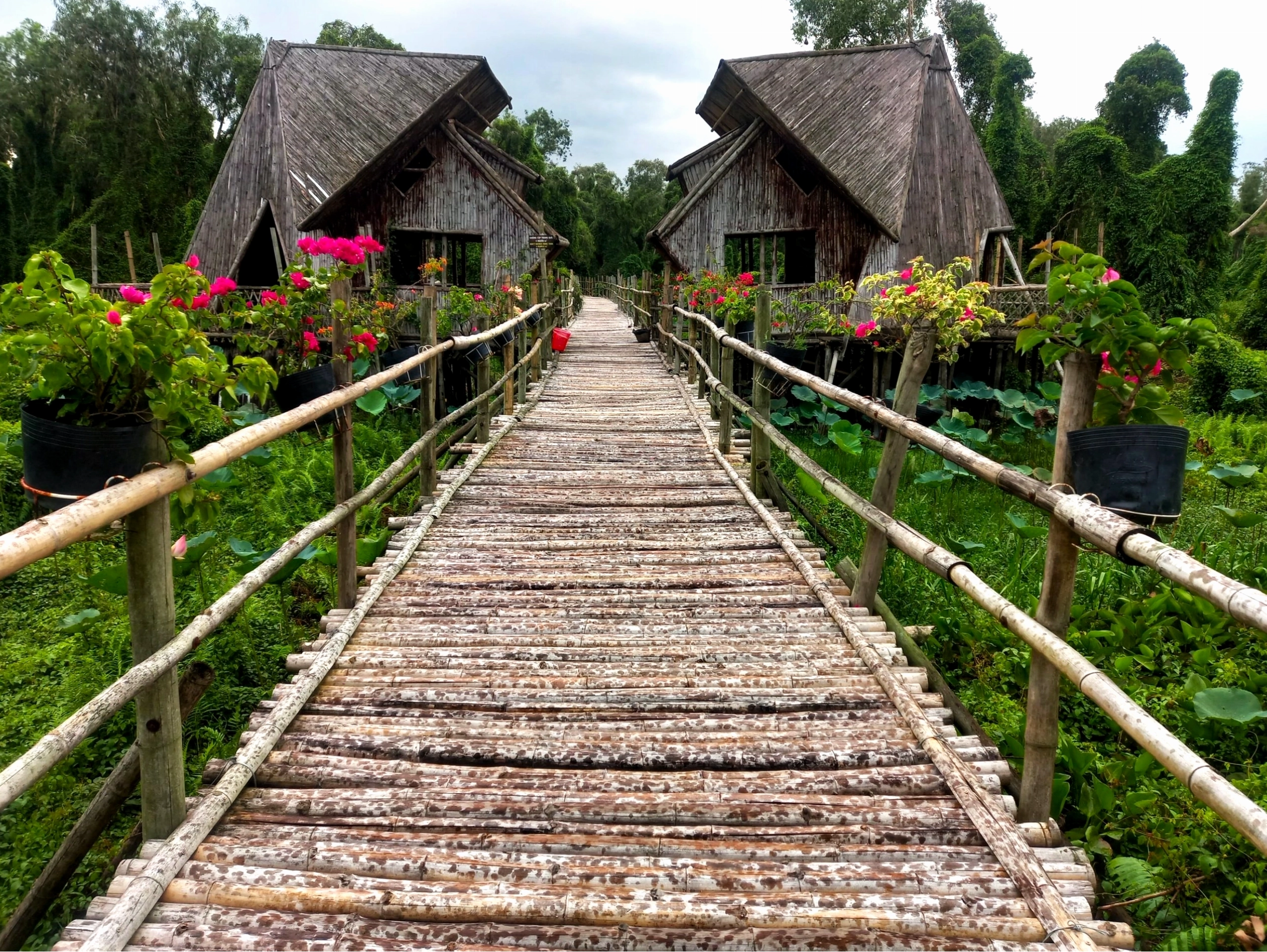 Bèo tây phủ kín mặt nước Rừng Tràm Trà Sư