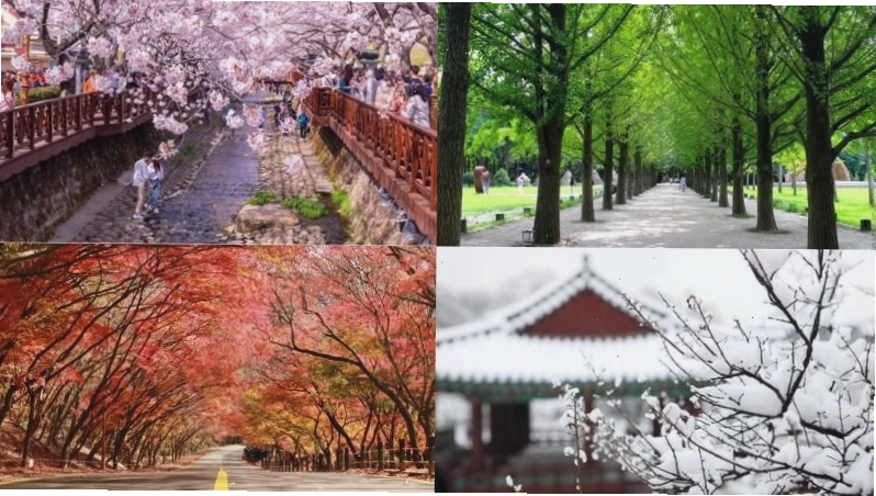 Biểu đồ tổng quan thời tiết Hàn Quốc theo mùa