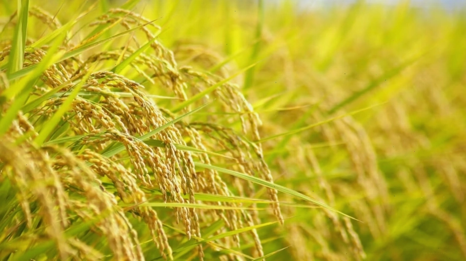 Bông lúa vàng óng rung rinh trên cánh đồng Hà Giang dưới nắng mai