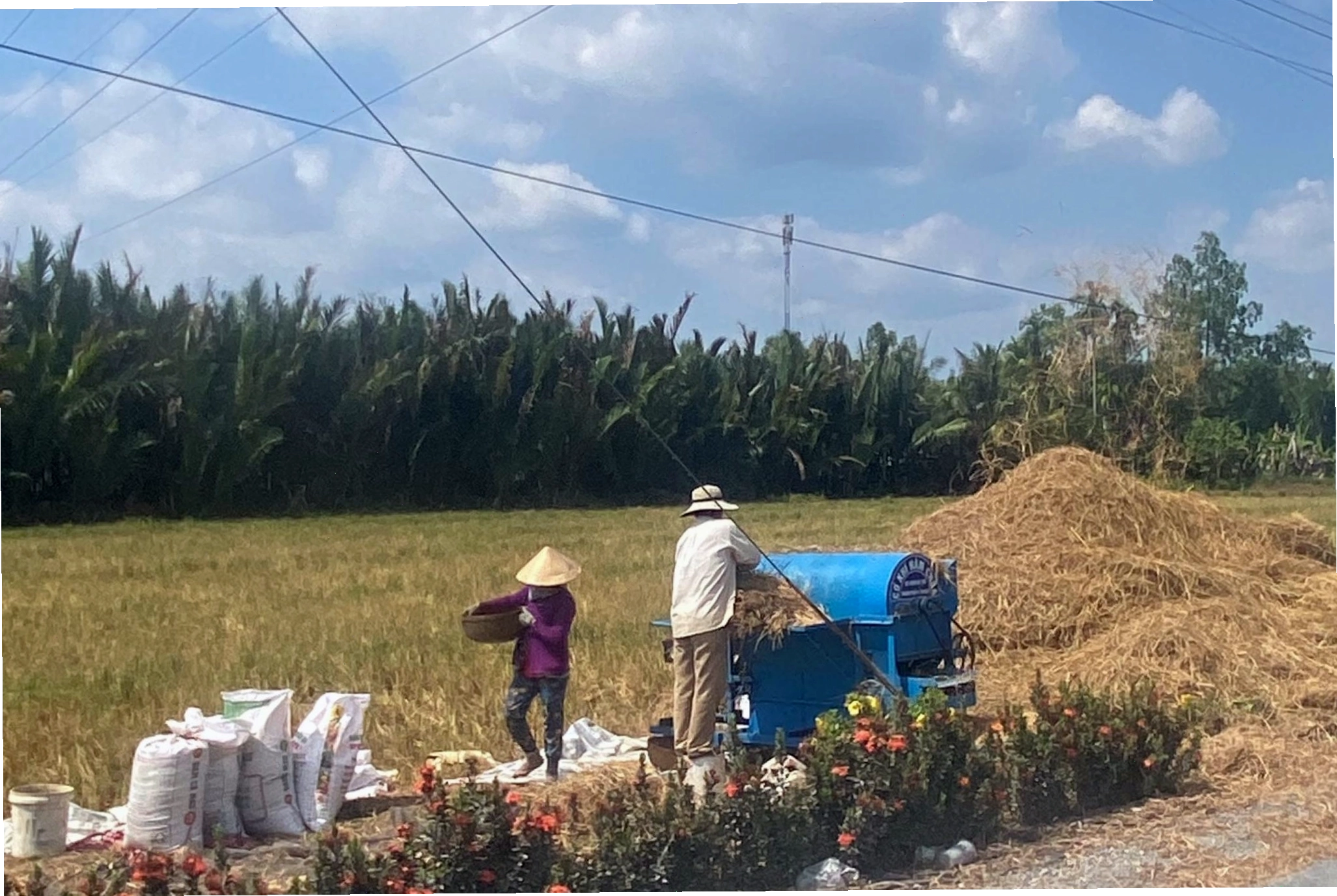 Bức tranh đa sắc của cánh đồng lúa miền tây vào mùa thu hoạch