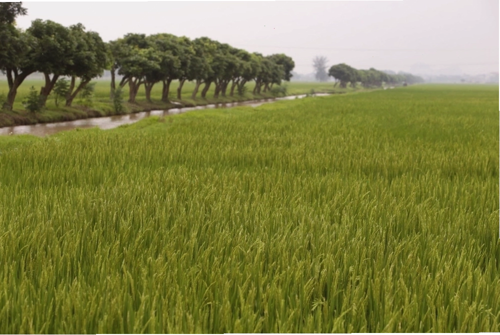 Bức tranh đồng quê xanh ngắt ở ngoại thành Hà Nội - 1