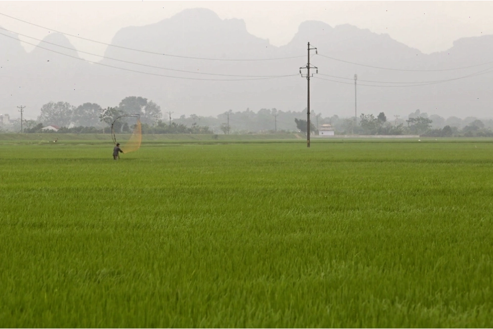Bức tranh đồng quê xanh ngắt ở ngoại thành Hà Nội - 2