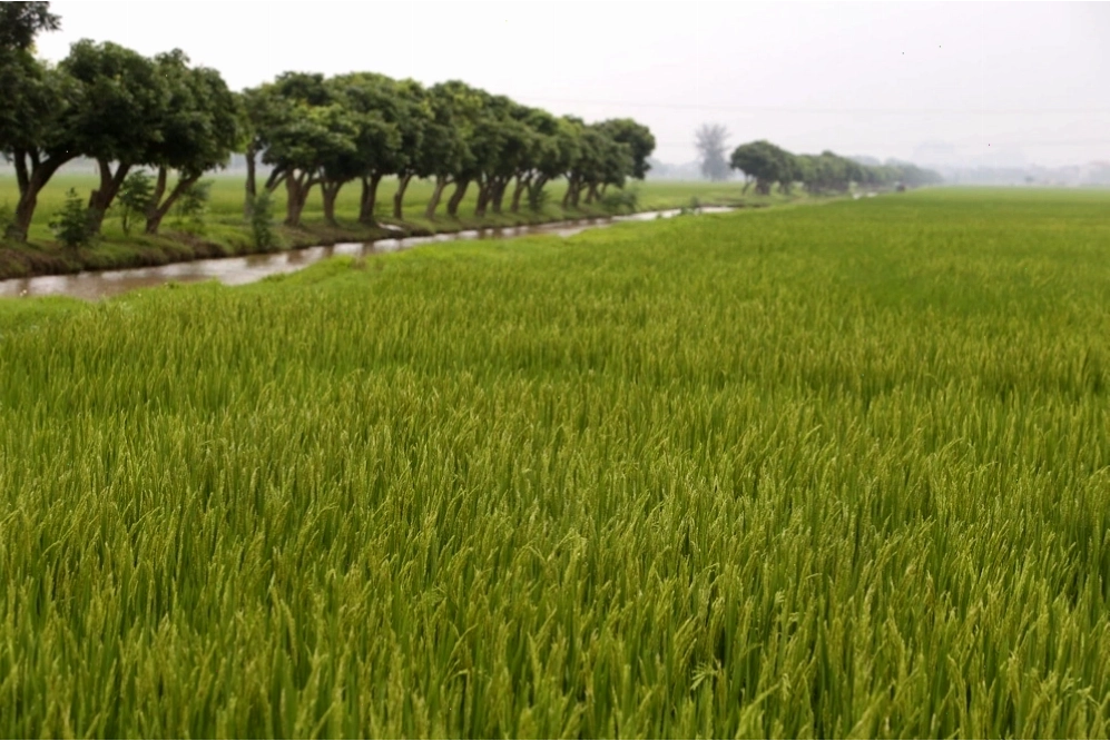 Bức tranh đồng quê xanh ngắt ở ngoại thành Hà Nội