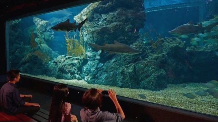 Cá mập trong khu Shark Shipwreck tại Sea Life Bangkok