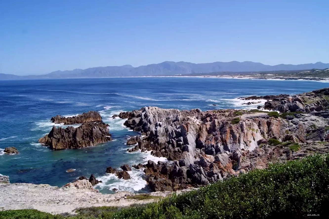 Cá voi lưng gù nhảy lên khỏi mặt nước tại Vịnh Hermanus