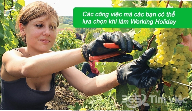 Các công việc mà các bạn có thể lựa chọn khi làm Working Holiday