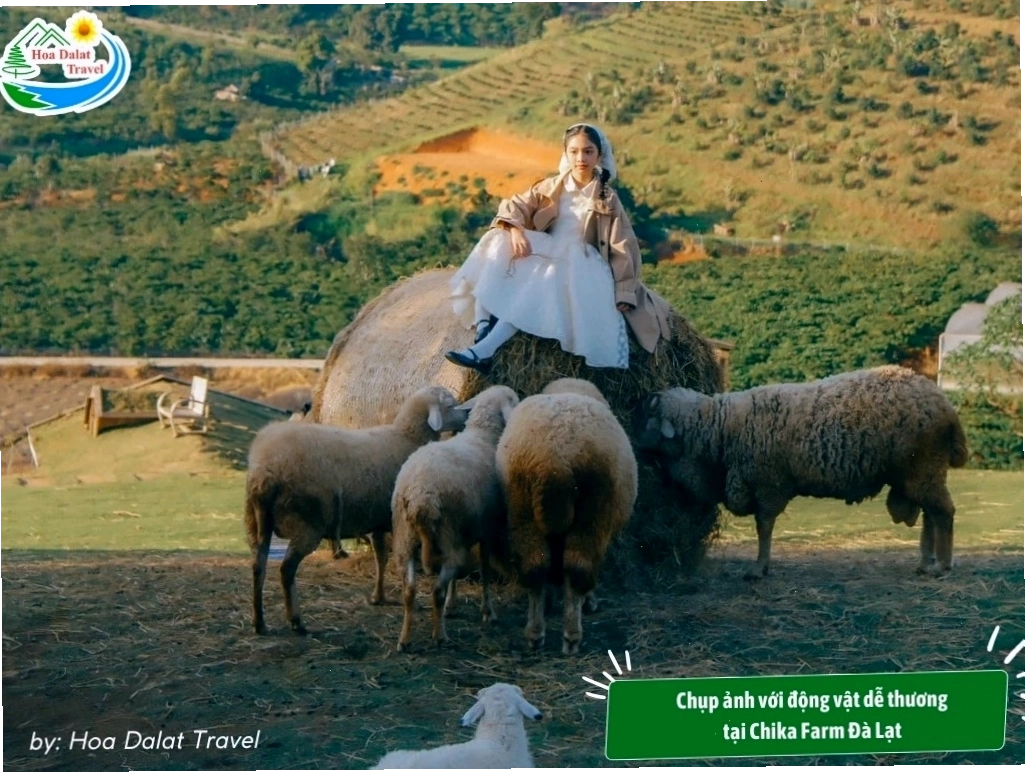 Các loài động vật ở Chika Farm rất thân thiện, bạn có thể thoải mái chơi đùa và chụp ảnh cùng chúng