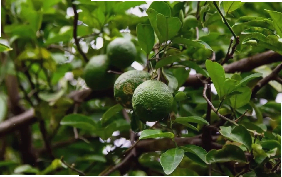 Cam Laraha - nguyên liệu đặc trưng của rượu mùi Curacao