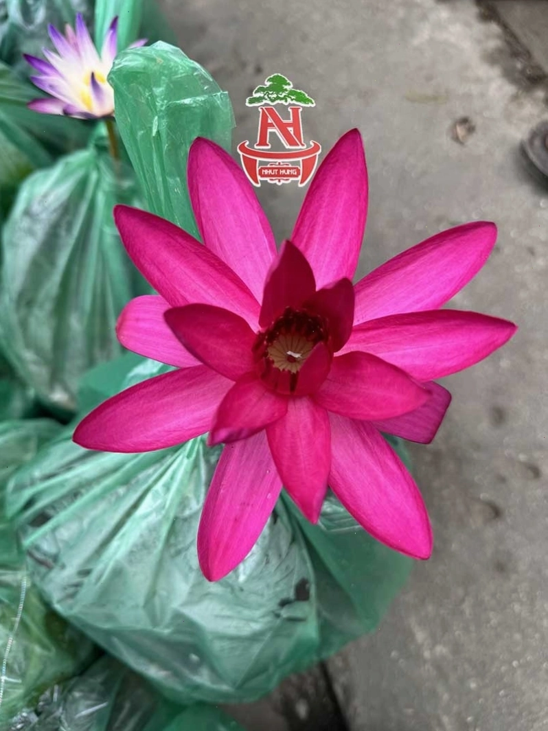 Cận cảnh bông hoa súng đang nở
