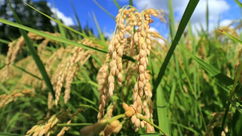 Cận cảnh bông lúa chín trong cánh đồng