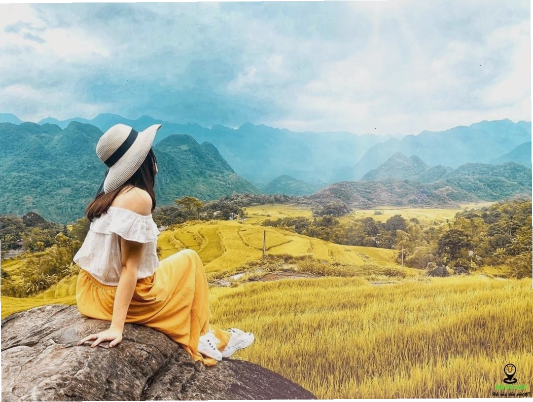 Cận cảnh bông lúa chín vàng óng trên cánh đồng bậc thang