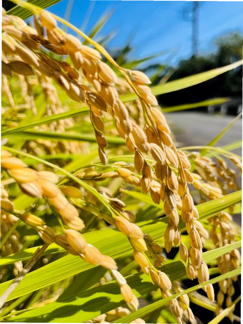 Cận cảnh bông lúa mì đang chín trên cánh đồng