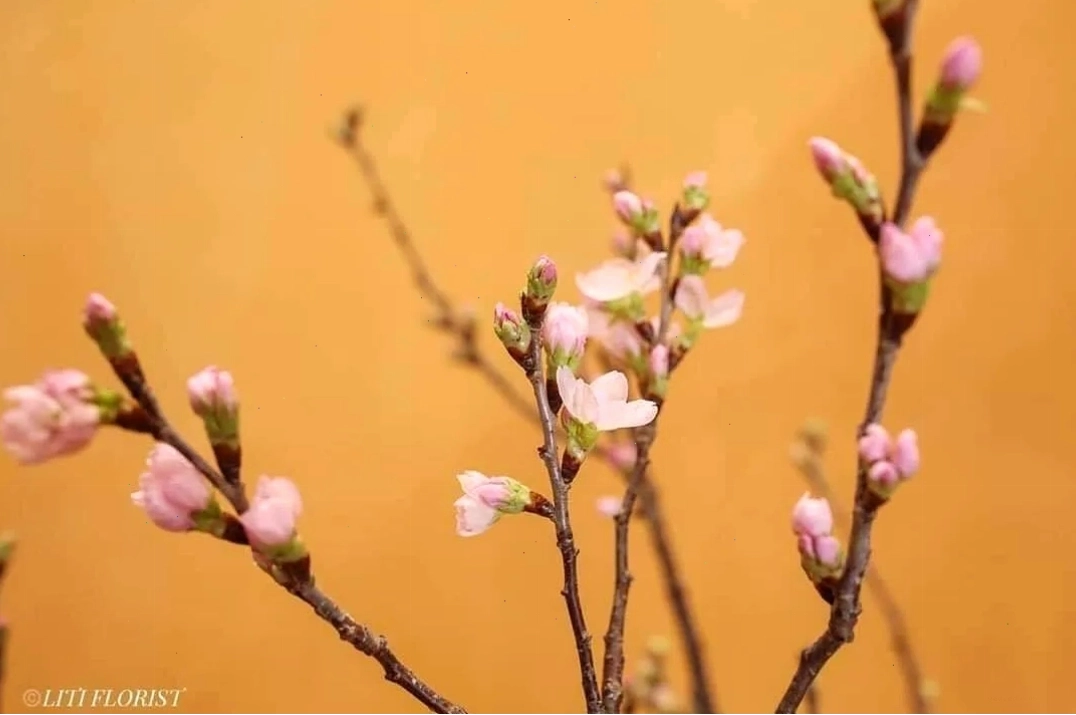 Cận cảnh cánh hoa anh đào sakura mỏng manh màu hồng nhạt