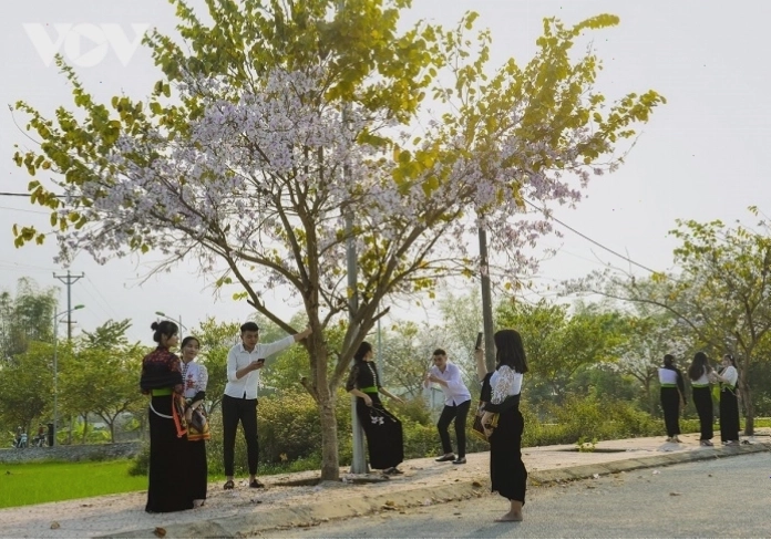 Cận cảnh chi tiết bông hoa ban trắng