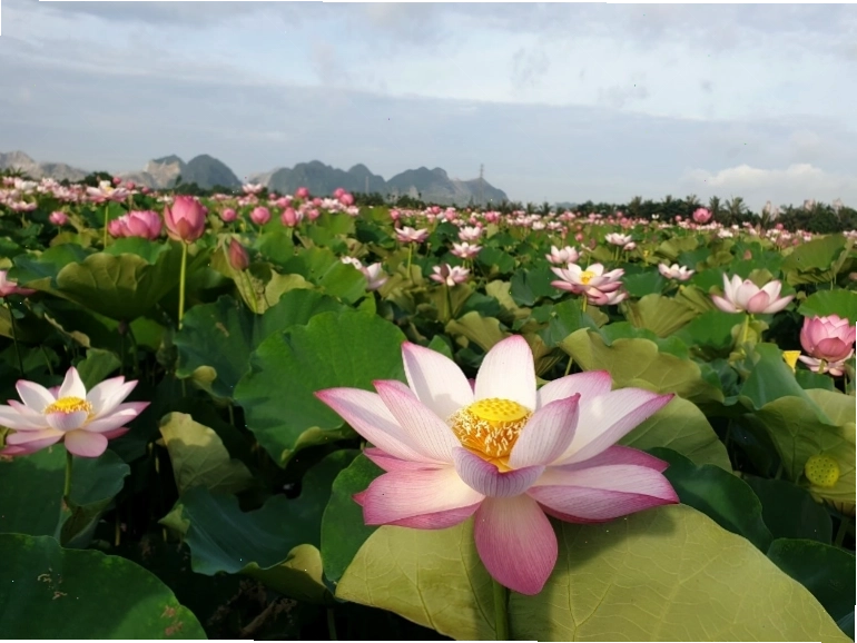 Cận cảnh một bông sen hồng đang nở rộ giữa đầm sen xanh mướt