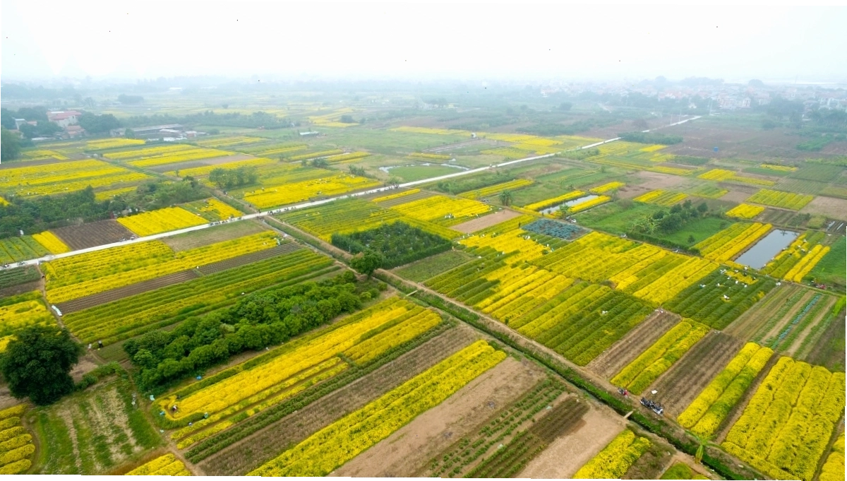 Cận cảnh những bông hoa cúc chi trắng muốt sắp nở rộ