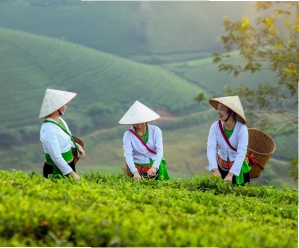 Cận cảnh những cánh hoa cúc