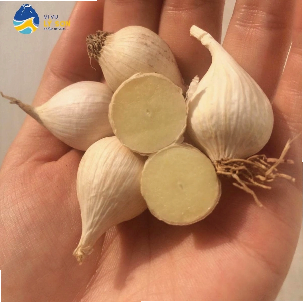 Cận cảnh tỏi Lý Sơn sau khi thu hoạch và phơi khô