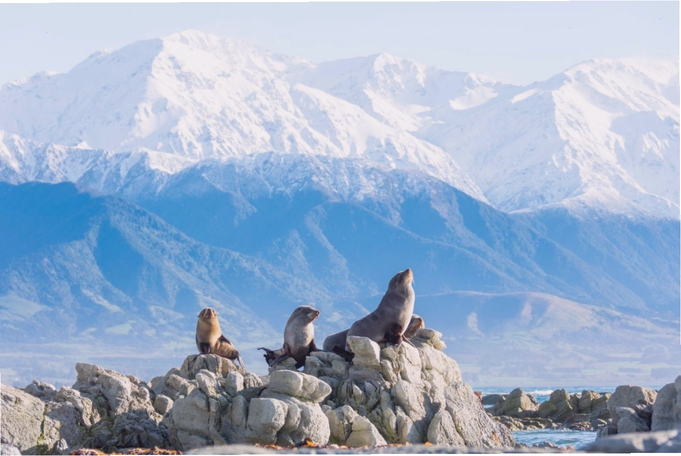 Cảnh cá voi hoặc cá heo đang nhảy trên mặt biển tại Kaikoura New Zealand
