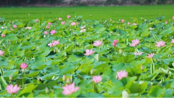 Cảnh đầm sen đẹp mê hồn với làn nước trong xanh