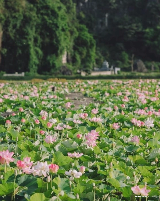 Cảnh đầm sen đẹp với những bông hoa nở rộ