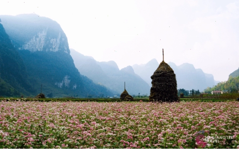Cảnh đẹp du lịch Hà Giang mùa hoa túc mạch