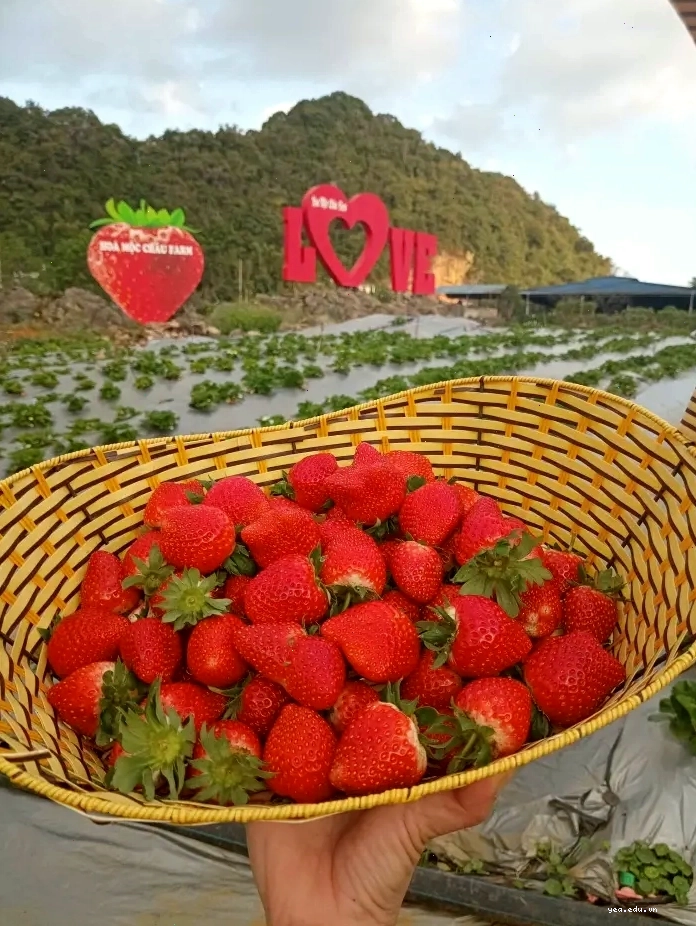 Cảnh đẹp Mộc Châu mùa hoa cải