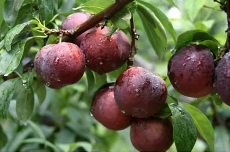 Cảnh đẹp Mộc Châu tháng 4