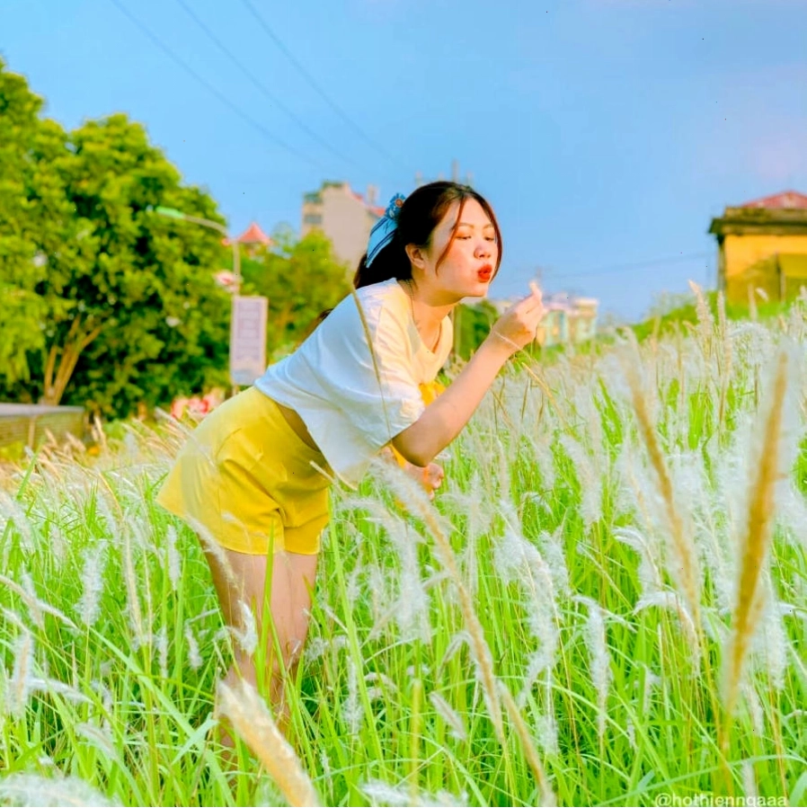 Cánh đồng cỏ lau trắng xóa thơ mộng tại Hà Nội