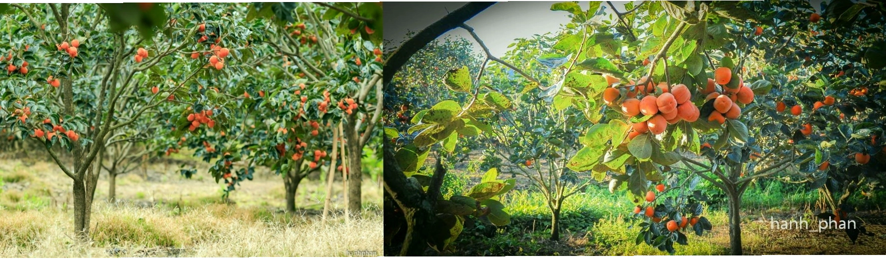 Cánh đồng hành xanh mướt tại Dran