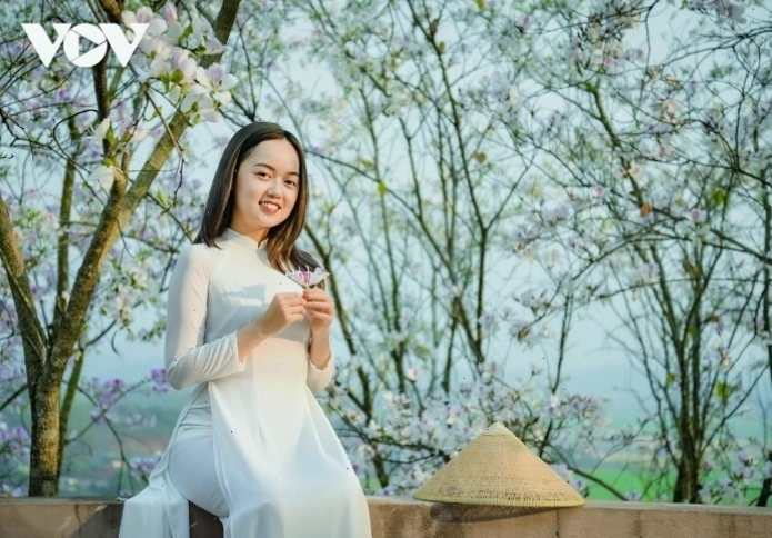 Cánh đồng hoa ban trắng bạt ngàn