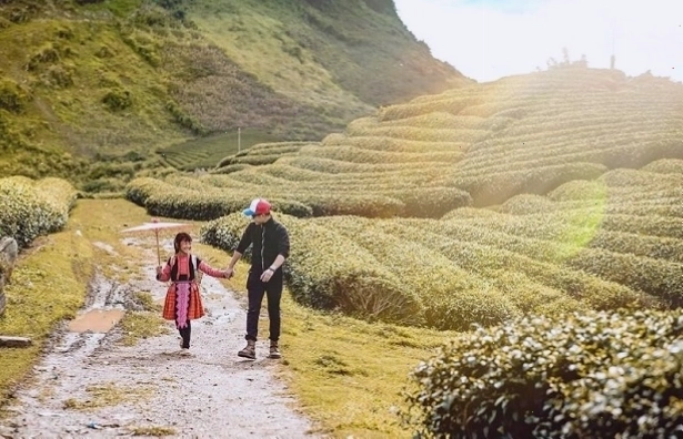 Cánh đồng hoa cải vàng rực rỡ tại Mộc Châu tháng 1