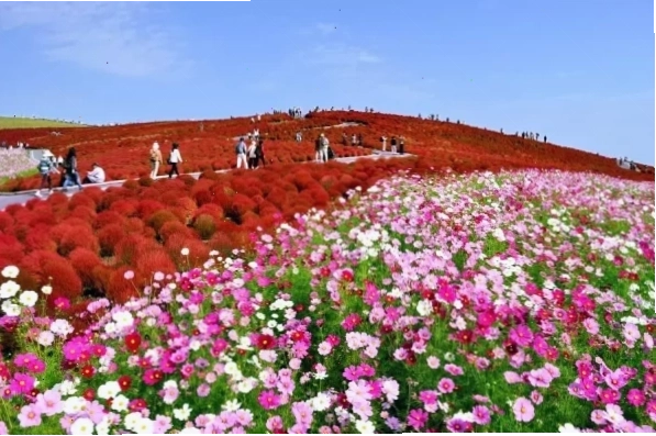 Cánh đồng hoa Cosmos tại Hitachi Seaside Park