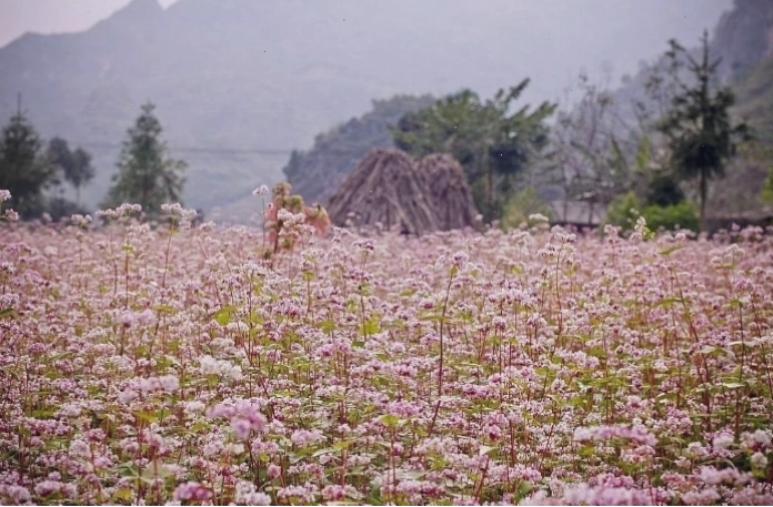 Cánh đồng hoa cúc cam rực rỡ trên cao nguyên đá Hà Giang
