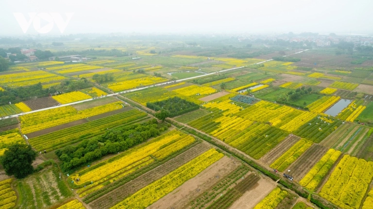 Cánh Đồng Hoa Cúc Chi Hưng Yên: Điểm Hẹn Mùa Vàng Cuối Năm