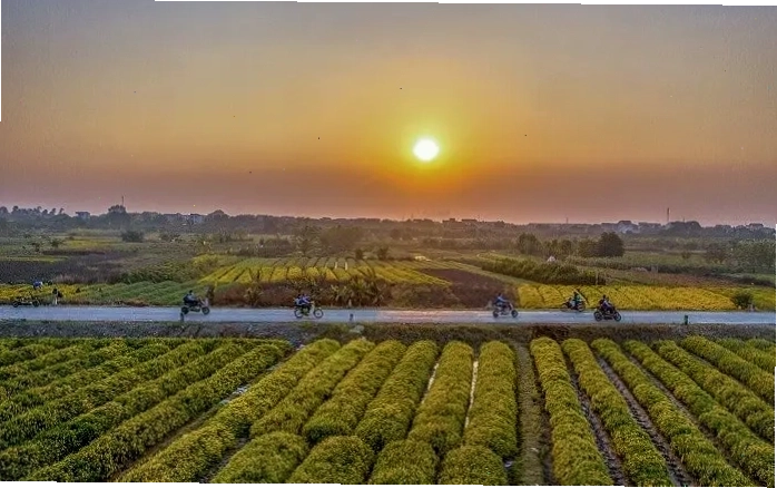 Cánh đồng hoa Cúc Chi Hưng Yên
