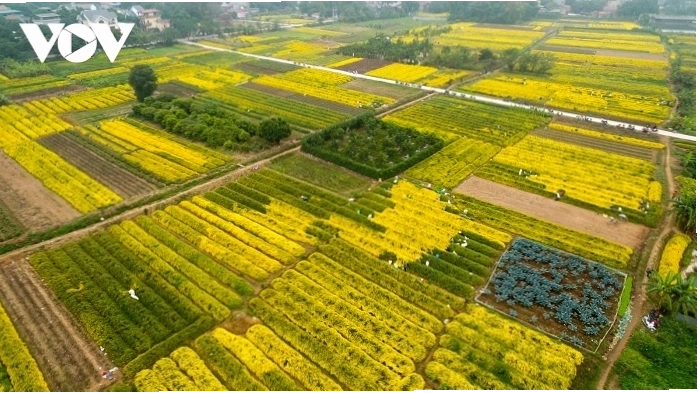 Cánh đồng hoa cúc chi vàng rực rỡ tại Hưng Yên vào mùa cuối năm