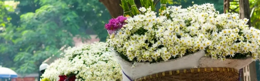Canh đồng hoa cúc họa mi đẹp mê hồn
