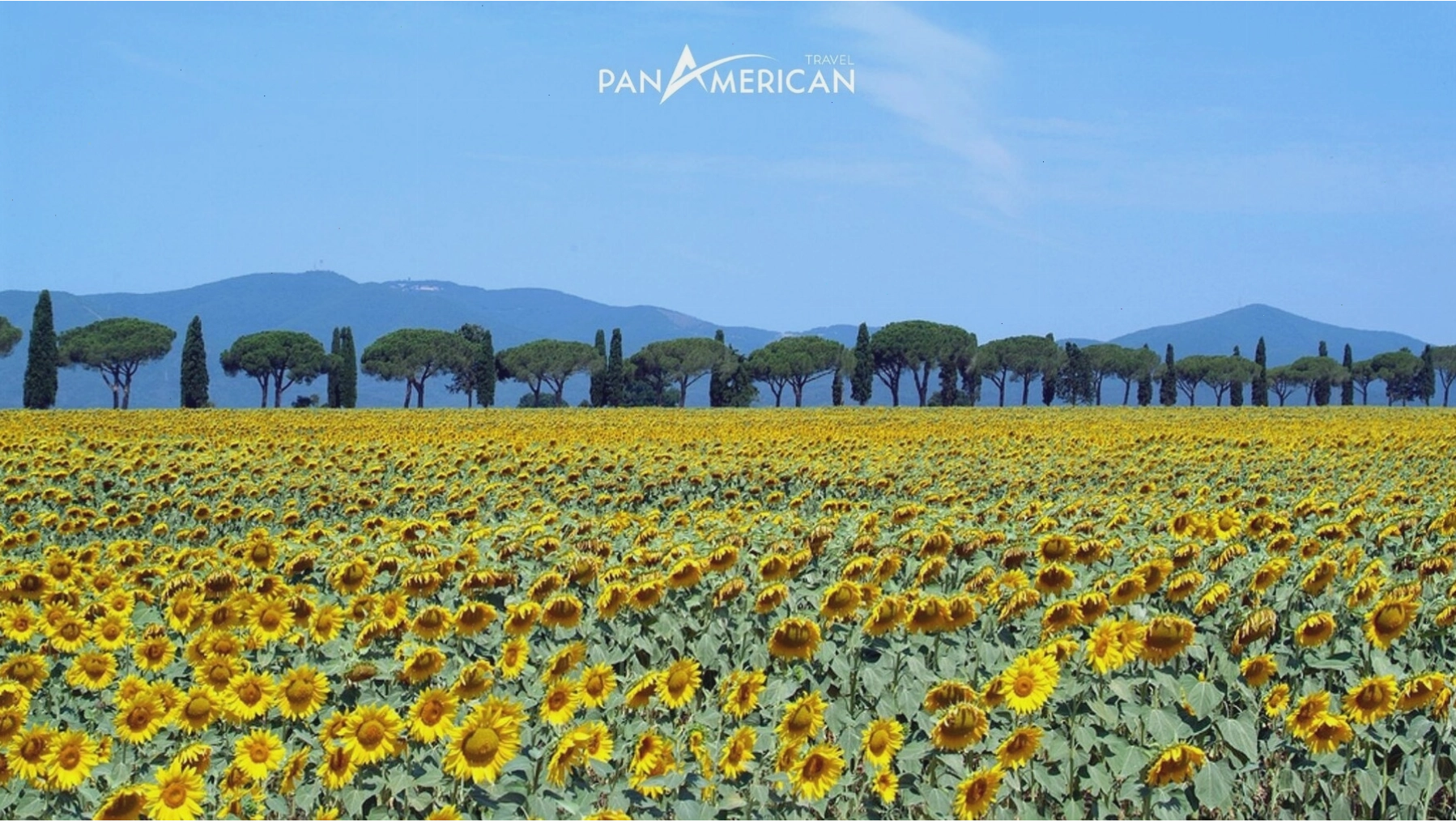 Cánh đồng hoa hướng dương ở Tuscany, Ý