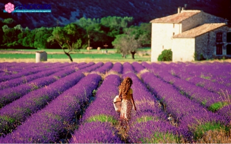 Cánh đồng hoa Lavender là một điểm đến không thể bỏ lỡ khi du lịch Pháp