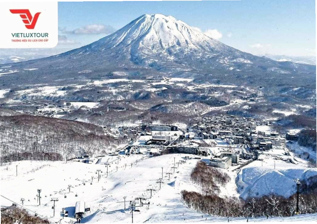 Cánh đồng hoa lavender nở rộ ở Furano, Hokkaido