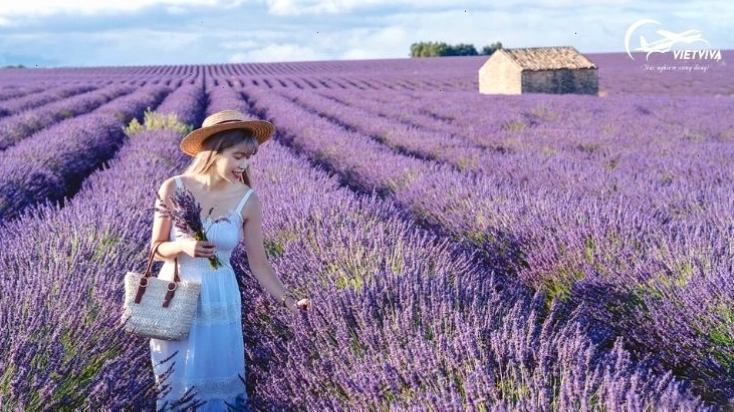 Cánh đồng hoa oải hương tím ngát tại Provence