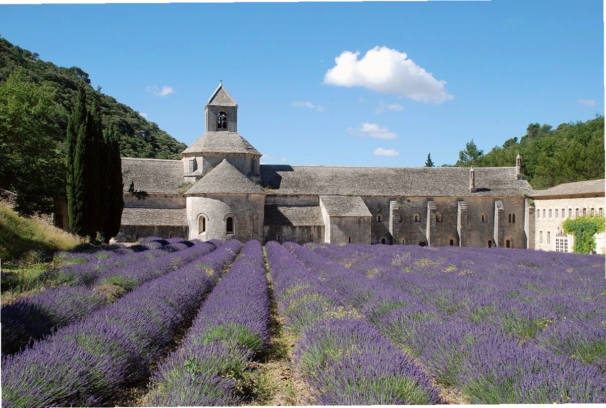 Cánh đồng hoa oải hương Valensole tím rực rỡ dưới ánh nắng hè